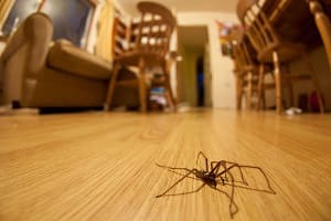 Как избавиться от пауков в частном доме? 
