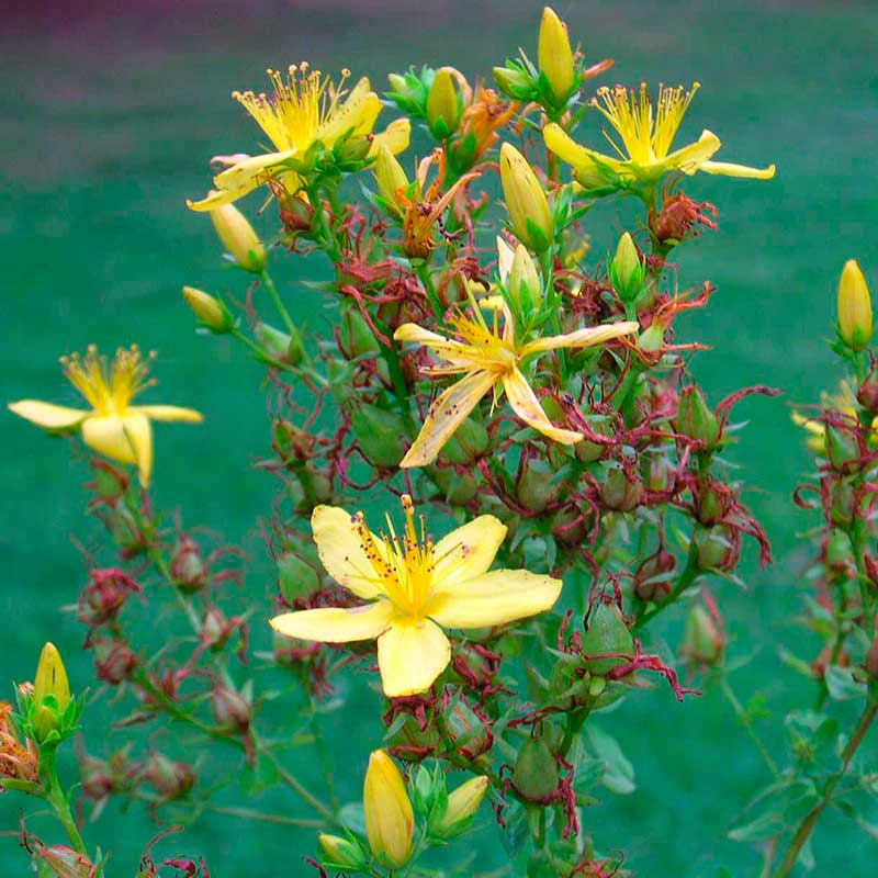 Лекарственное растение Зверобой пронзеннолистный (Hypericum perforatum)