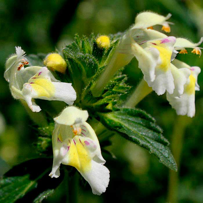 Лекарственное растение Пикульник посевной (Galeopsis segetum)