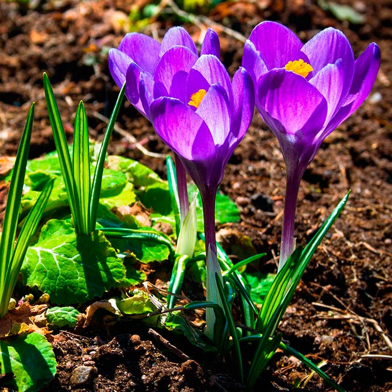 Многолетний садовый цветок Крокус (Crocus)