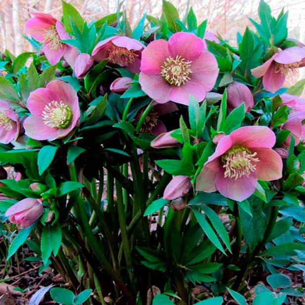 Многолетний садовый цветок Морозник (Helleborus)