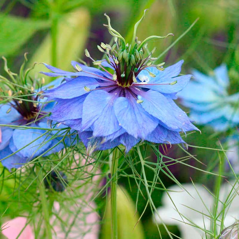 Лекарственное растение Чернушка посевная (Nigella sativa)