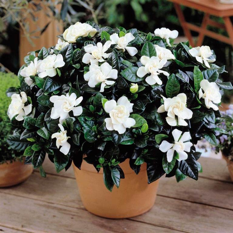 Комнатное растение Гардения (Gardenia)