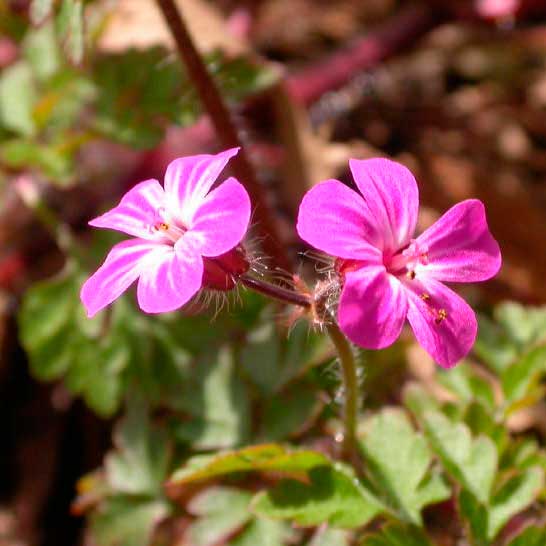 Лекарственное растение Герань Роберта (Geranium robertianum)