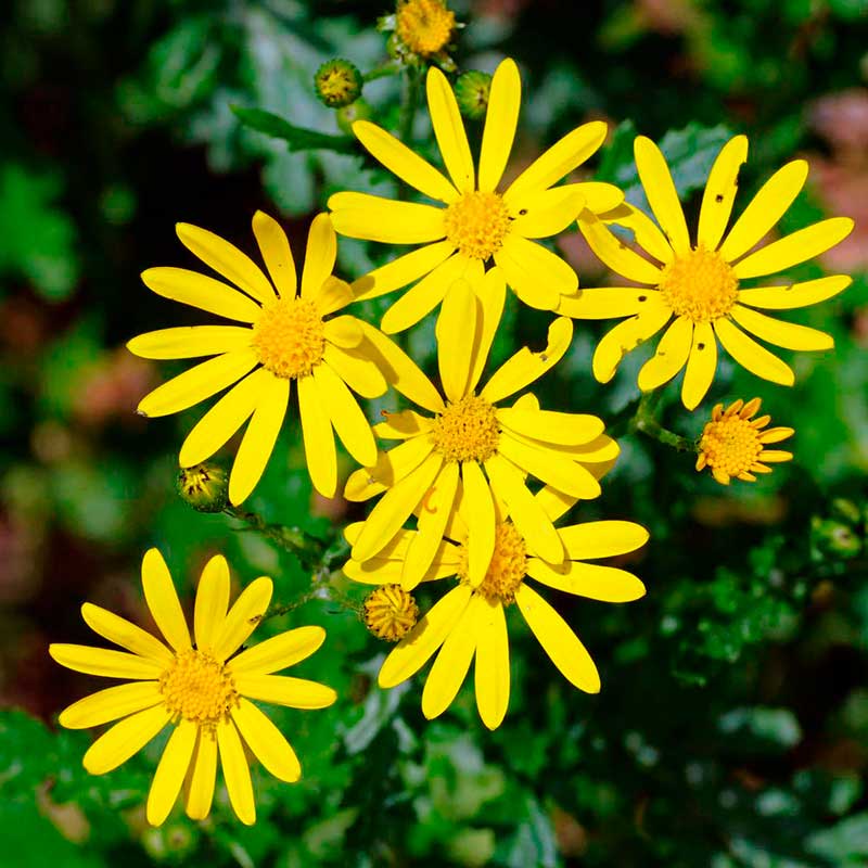 Лекарственное растение Крестовник Фукса (Senecio fuchsi)