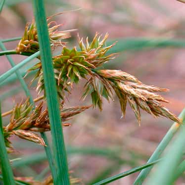 Лекарственное растение Осока песчаная (Carex arenaria)