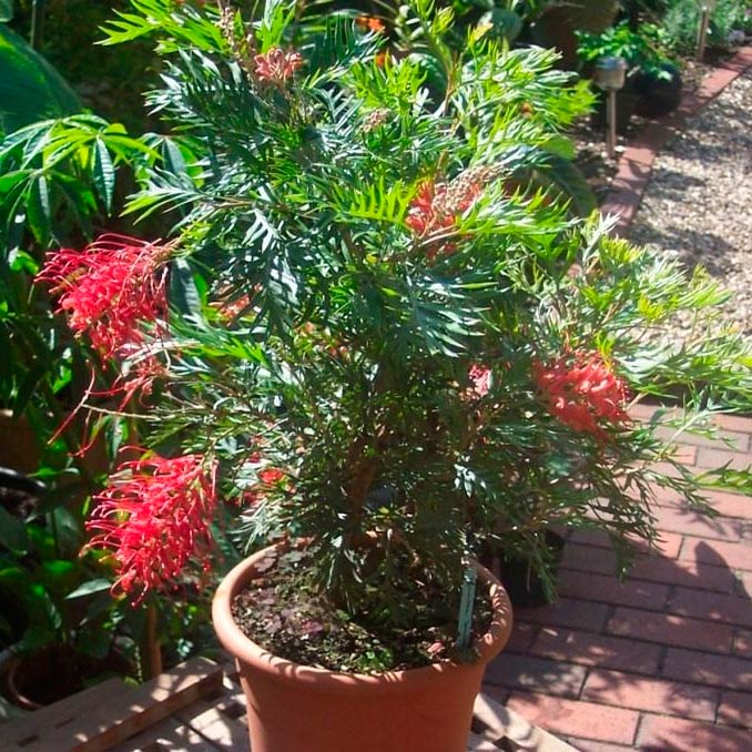 Комнатное растение Гревиллея (Grevillea)