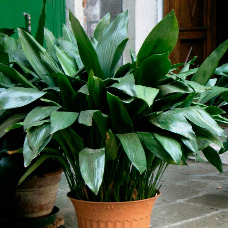 Комнатное растение Аспидистра (Aspidistra)