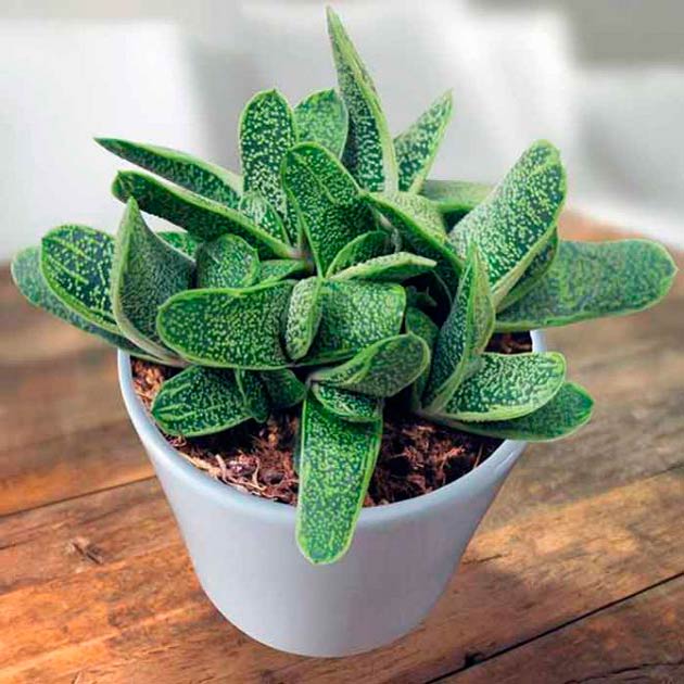 Комнатное растение Гастерия (Gasteria)