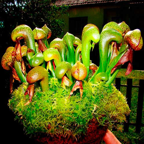 Комнатное растение Дарлингтония (Darlingtonia)