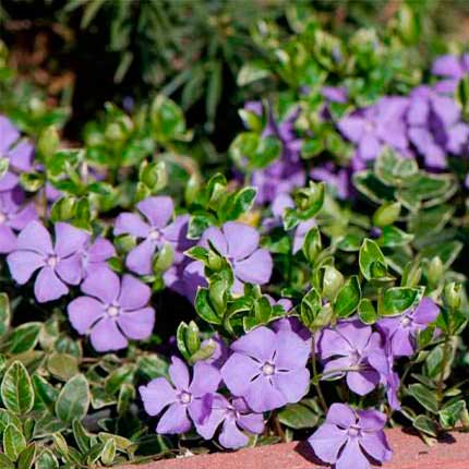 Лекарственное растение Барвинок малый (Vinca minor)