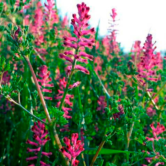 Лекарственное растение Дымянка аптечная (Fumaria officinalis)