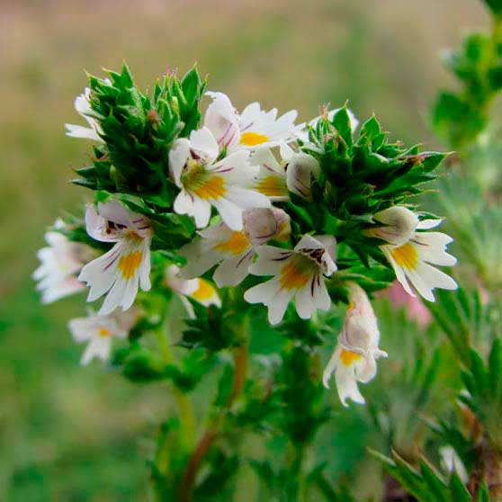 Лекарственное растение Очанка прямая (Euphrasia stricta)