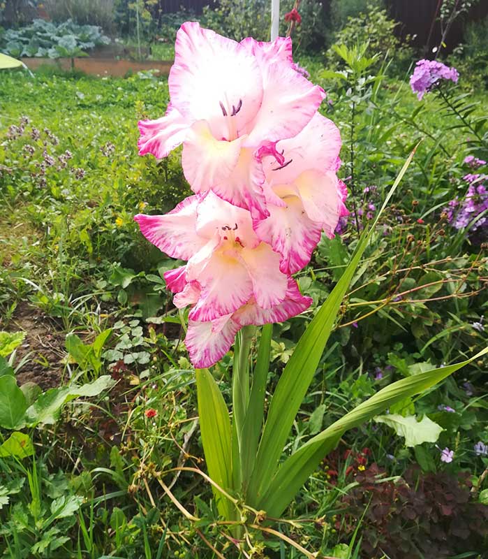 Многолетний садовый цветок Гладиолус (Gladiolus)