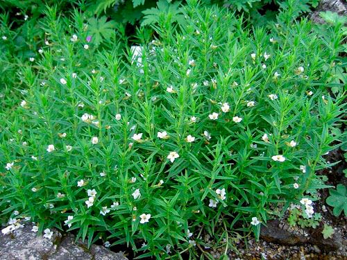 Лекарственное растение Авран аптечный (Gratiola officinalis)