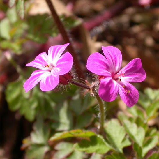     (Geranium robertianum)