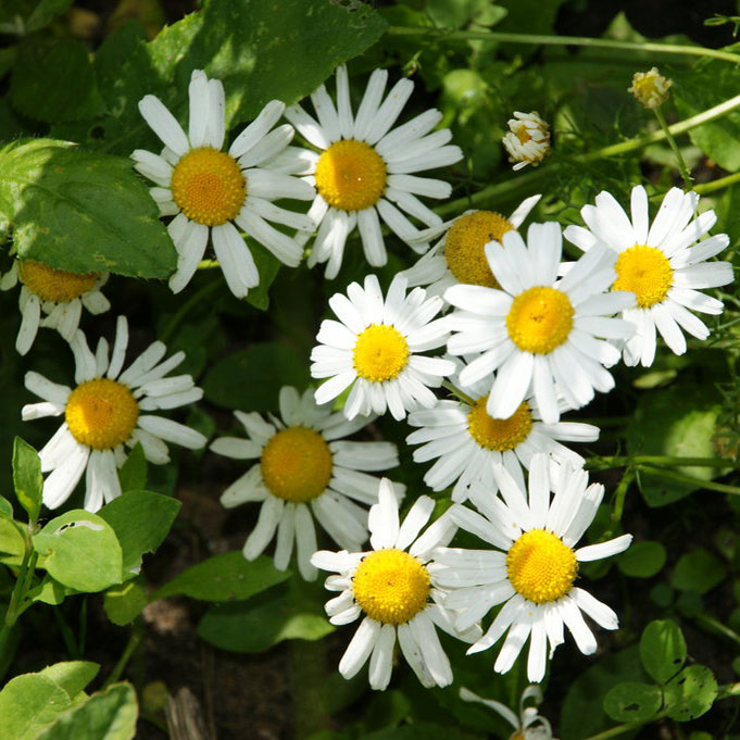     (Matricaria chamomilla)