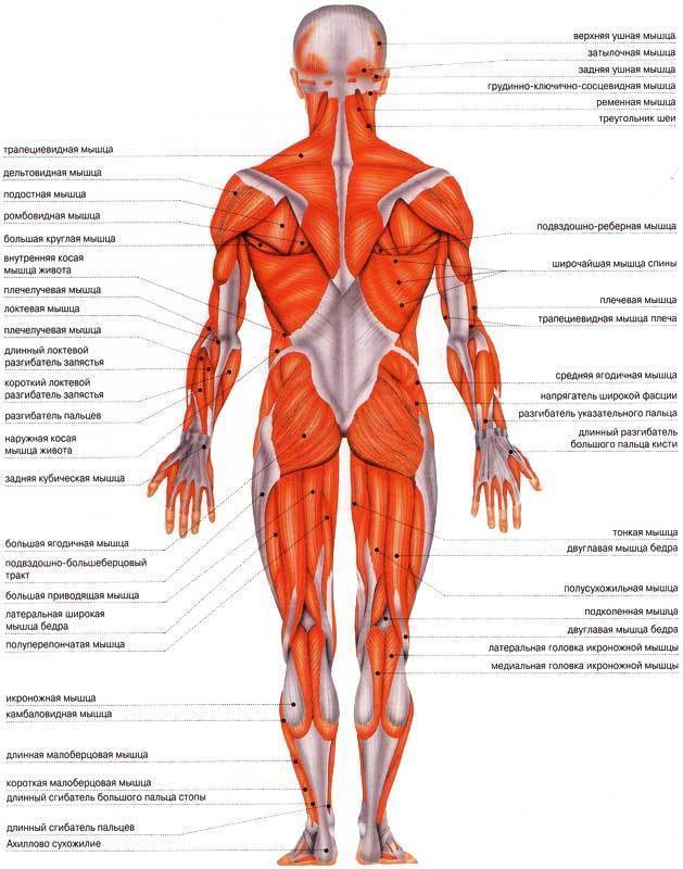 Строение мышц человека схема
