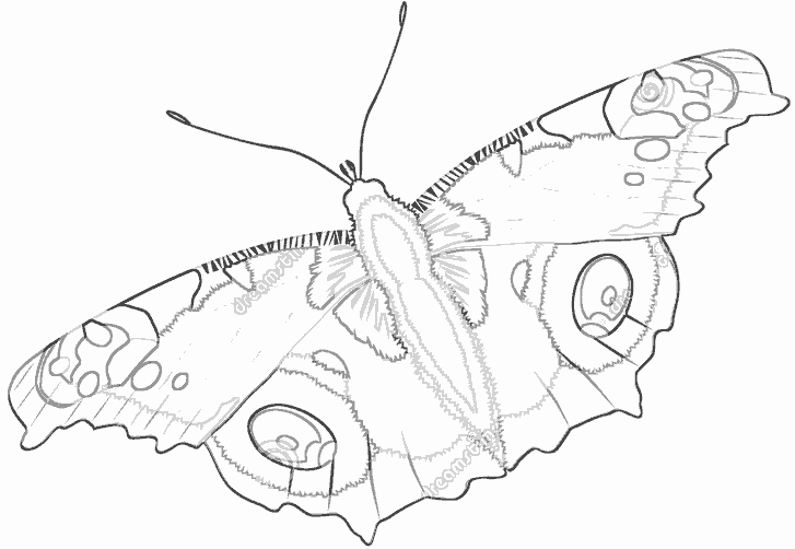 Бабочка павлиний глаз рисунок