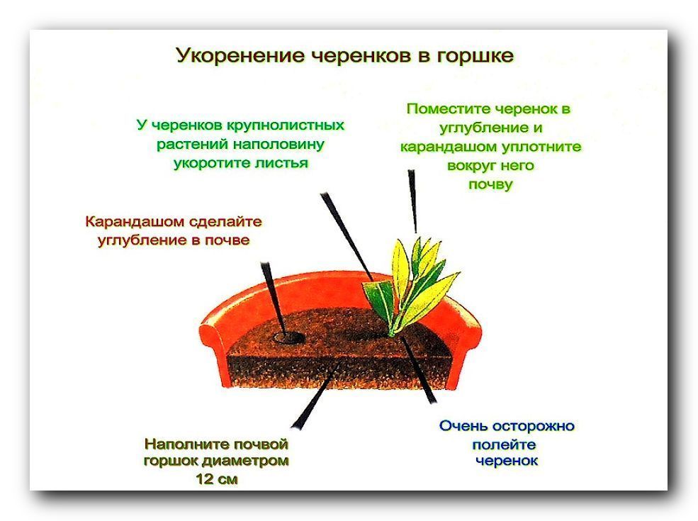 Размножение деревьев и кустарников презентация