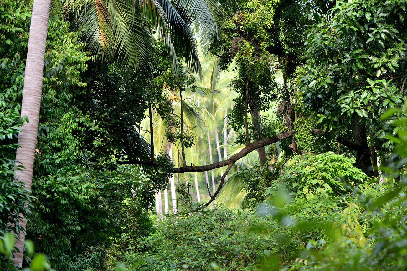 тайланд лес
