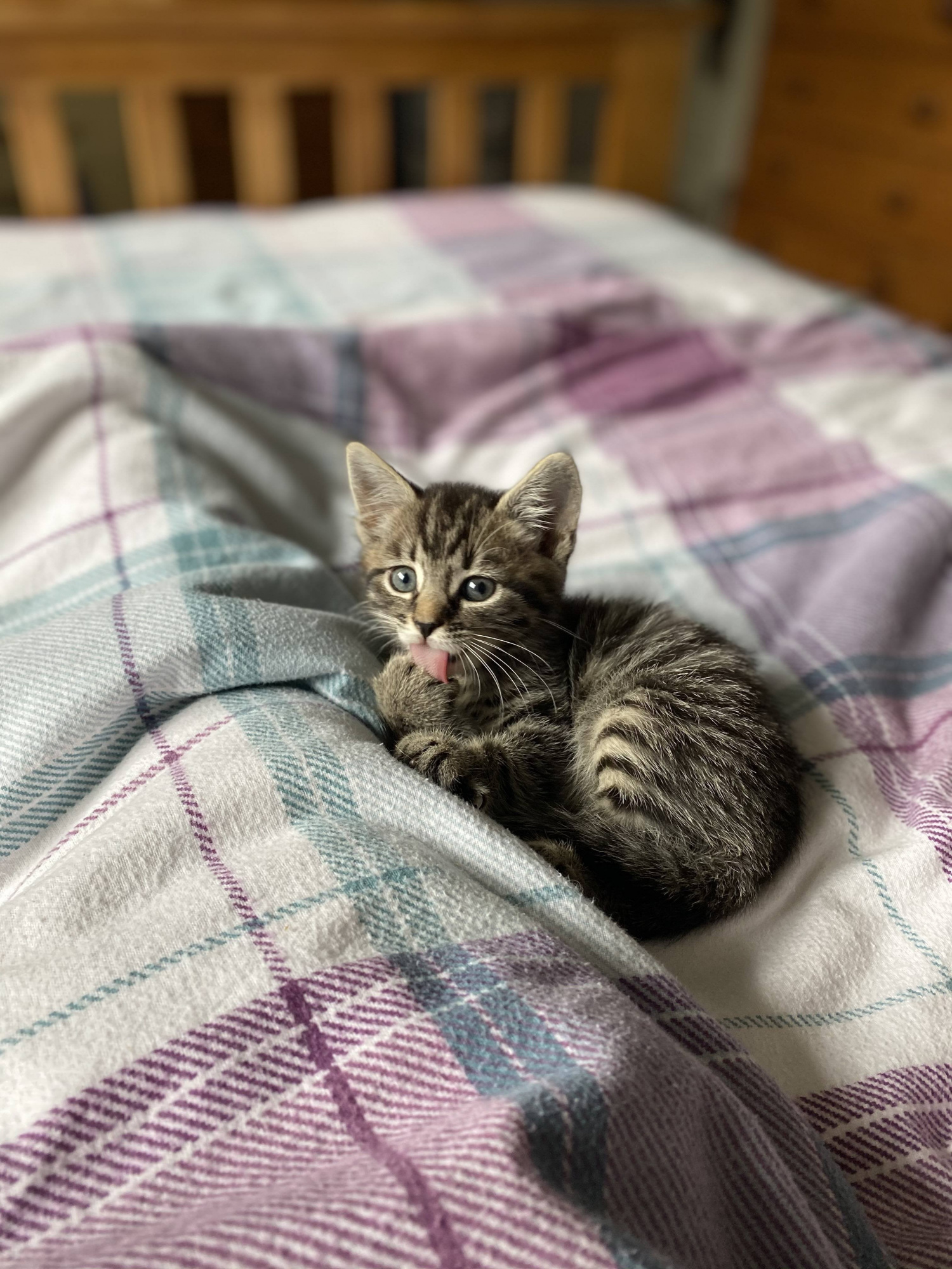 Котенок в кроватке фото