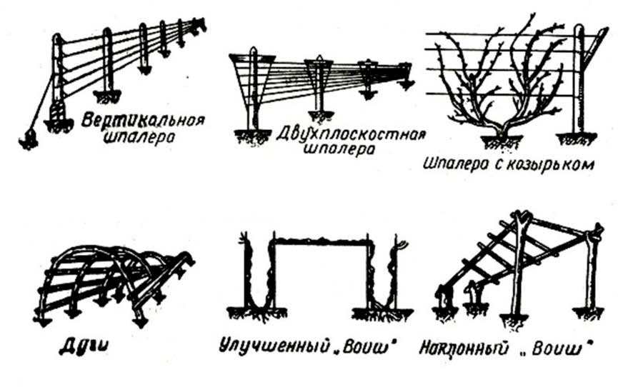 Схема подвязки винограда на одноплоскостной шпалере