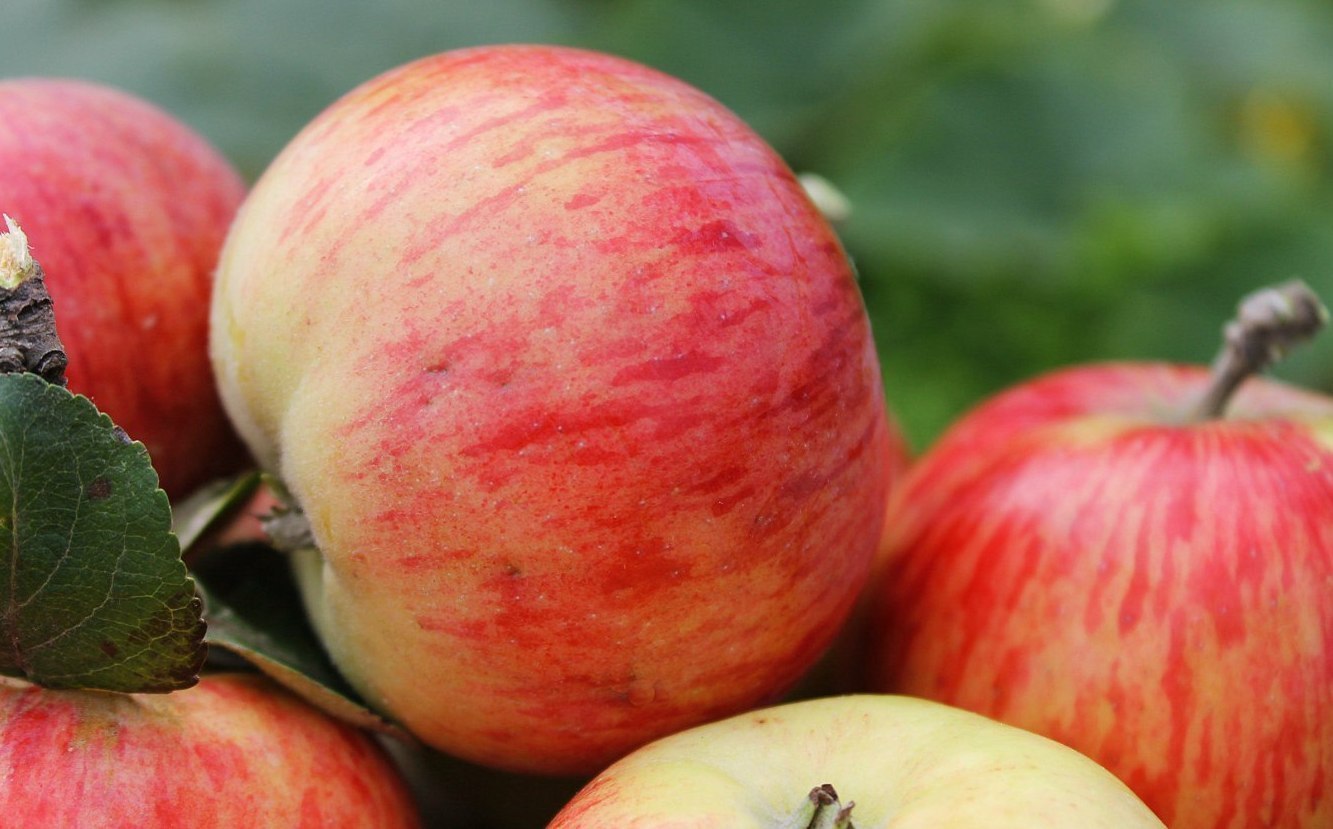 Лучшие осенние сорта яблонь для подмосковья с фото и описанием