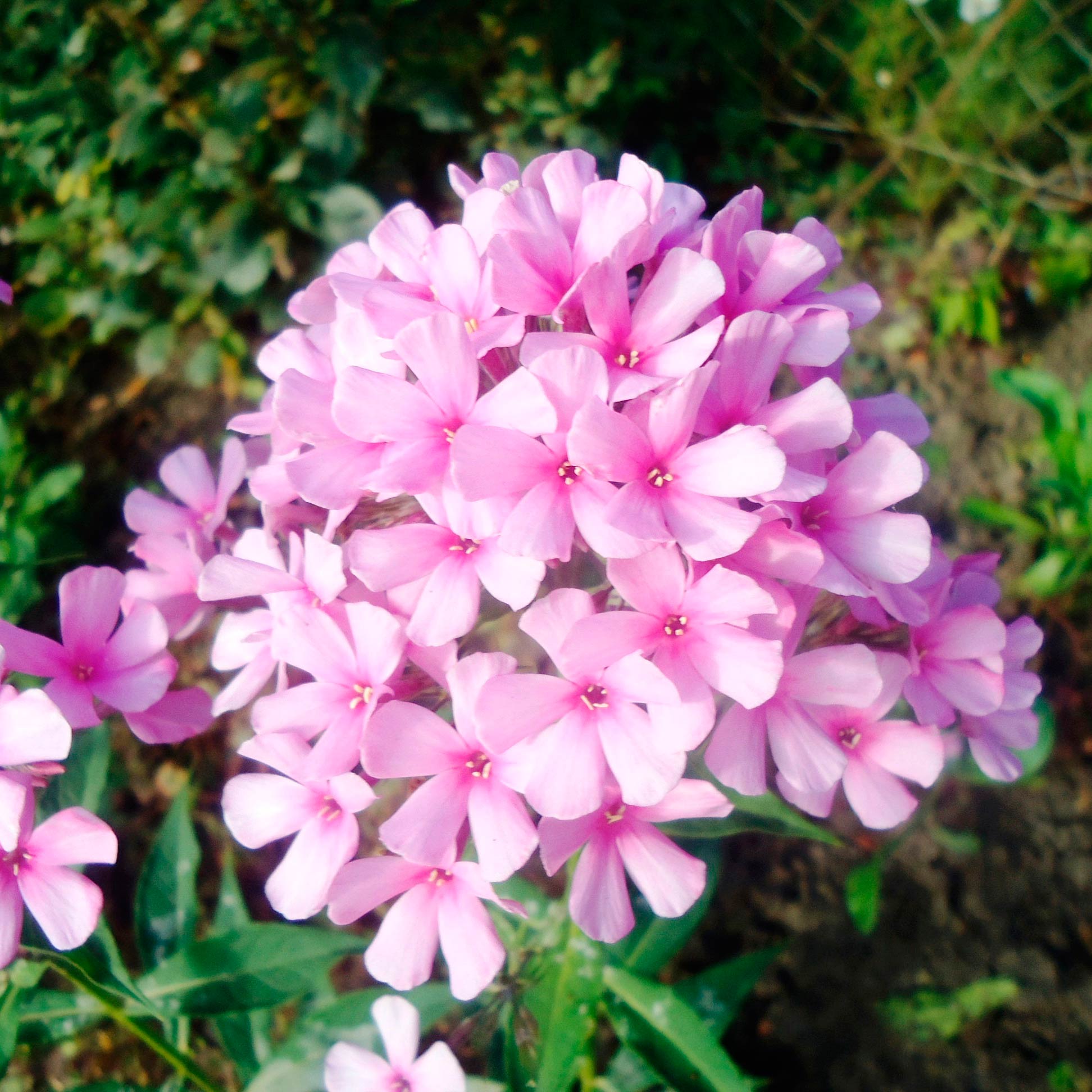 Фото цветка флокс многолетний