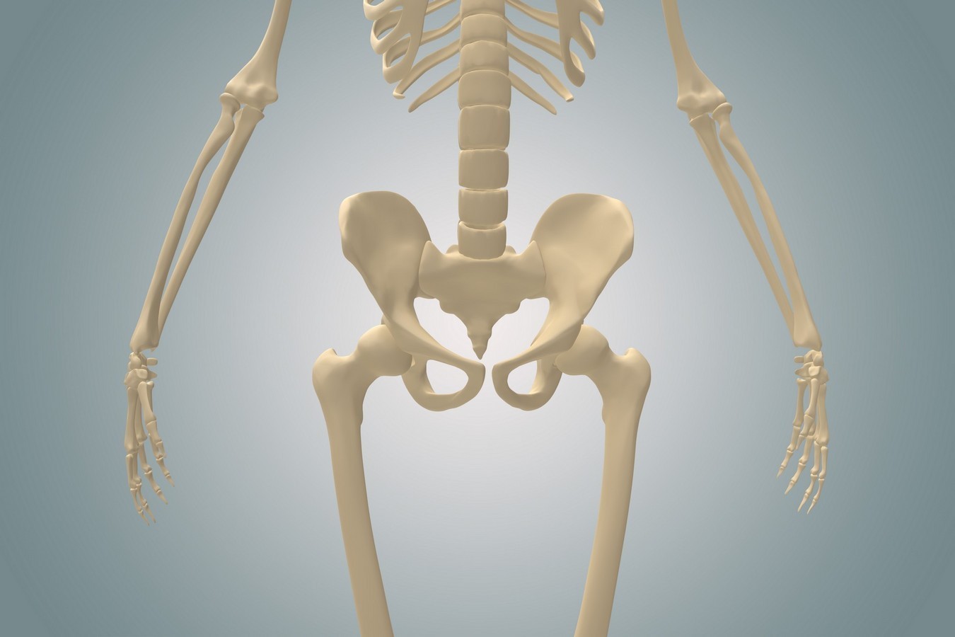 Скелет тазобедренного сустава
