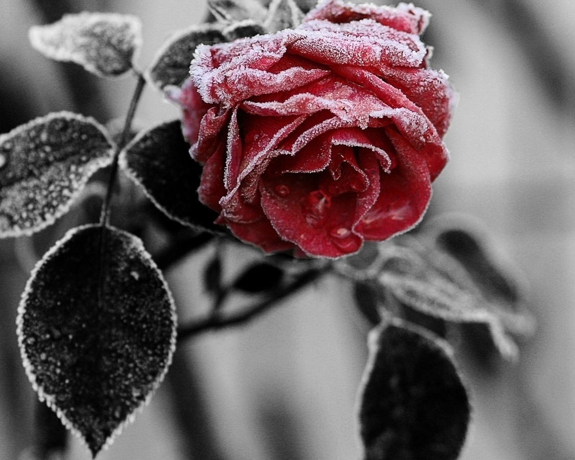 Чёрные розы в снегу