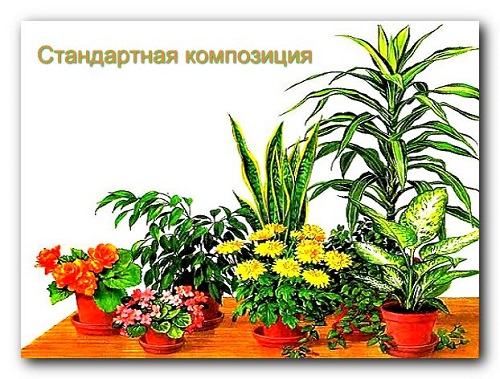 Композиция из горшечных растений рисунок