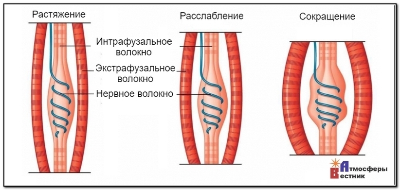 Расслабление сокращение