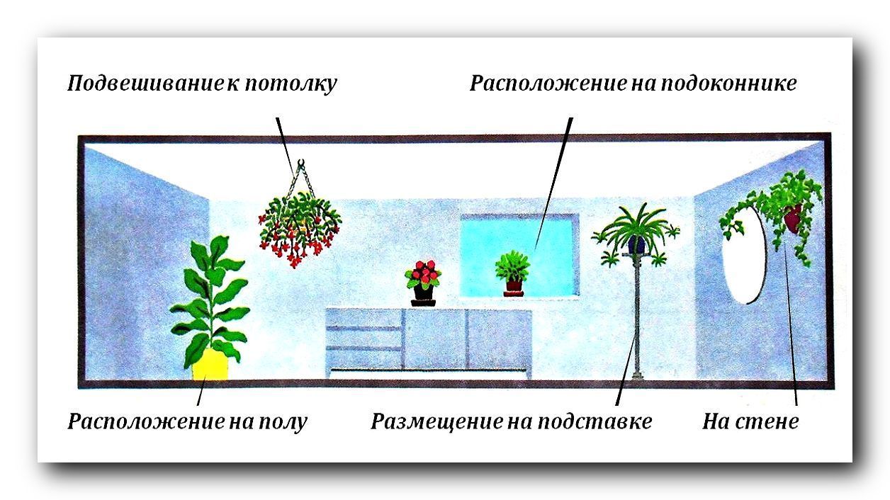 Местоположения растений. Расположение комнатных растений. Схема размещения растений. Размещение растений. Приемы размещения растений в интерьере.