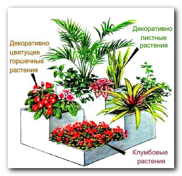 Композиция из горшечных растений рисунок