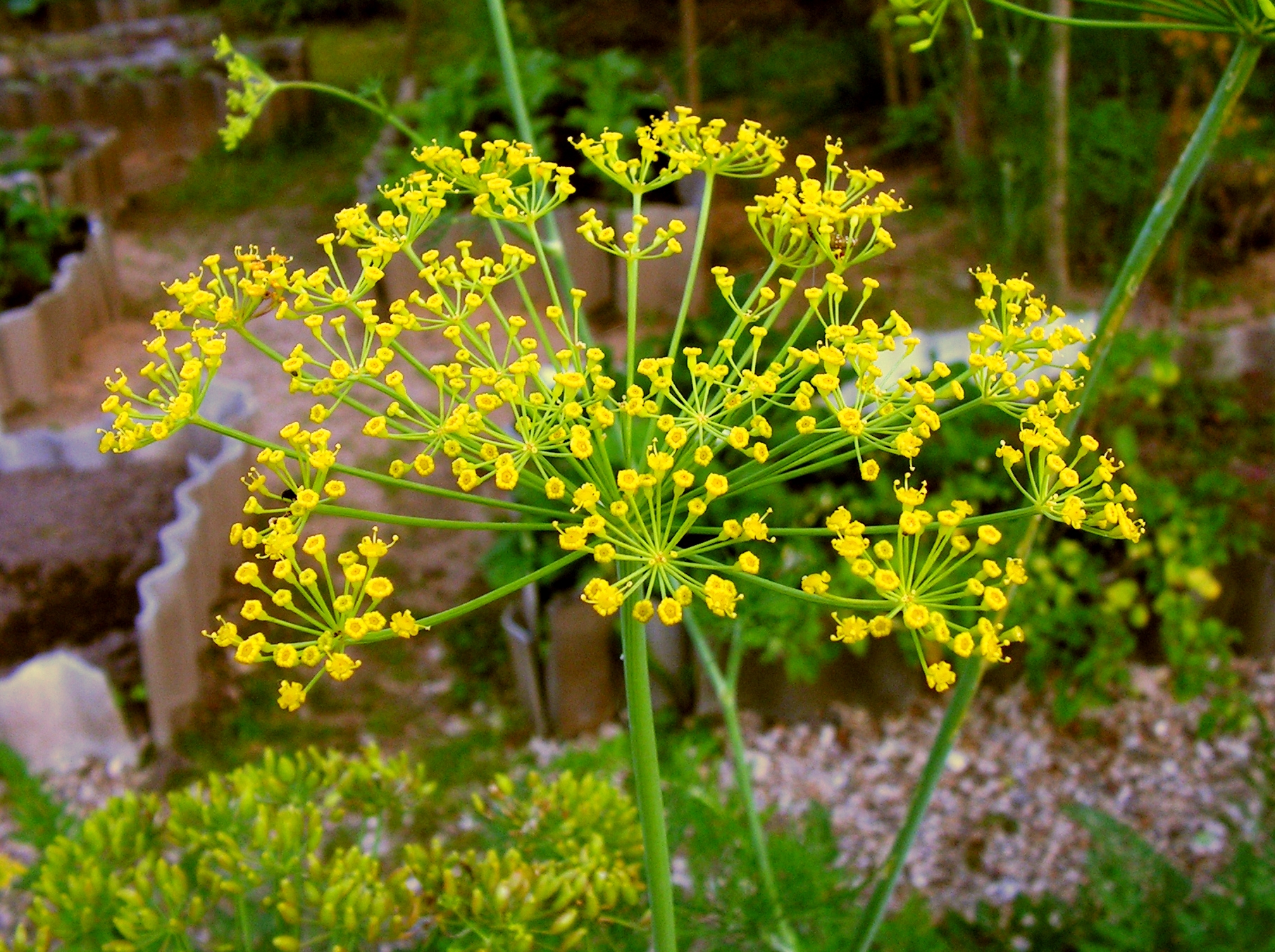 Укроп огородный Anethum graveolens